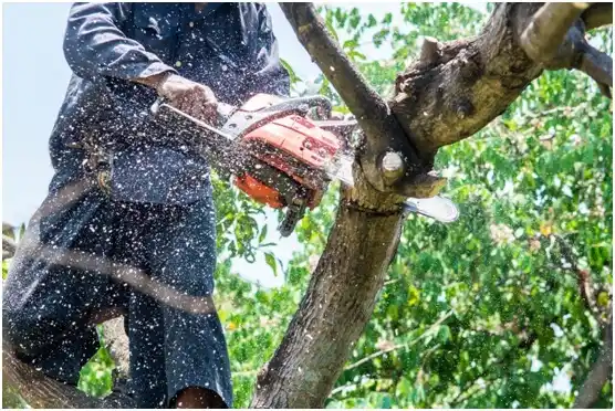 tree services Gervais